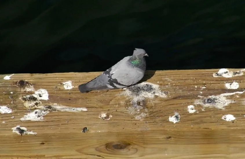 تحذير علمي: خمائر في فضلات الحمام قد تنتقل للإنسان وتشكل خطراً صحياً